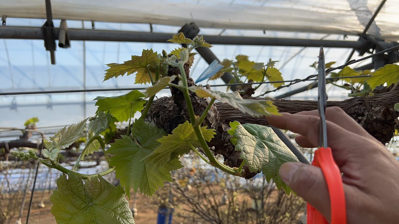 シャインマスカット芽かき2022/03/27