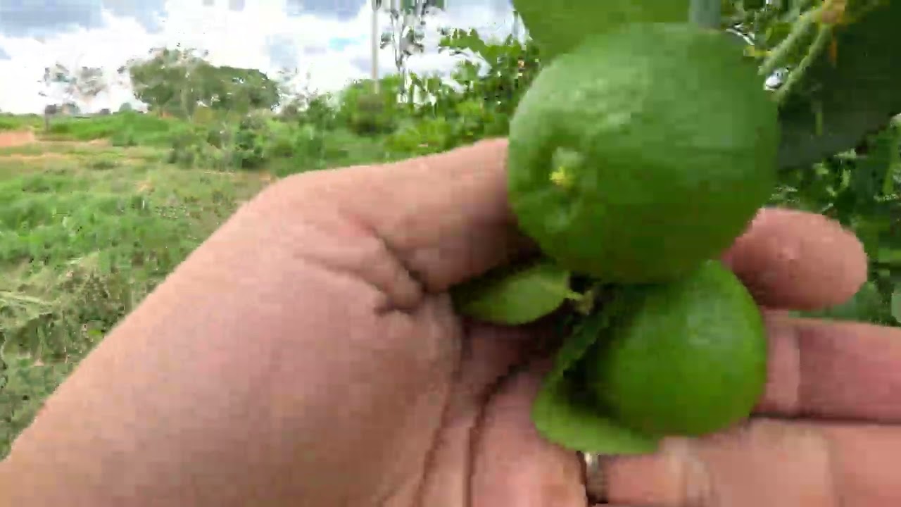 Fazenda 90 ha à Venda em Arinos MG | Rio Perene, Área Irrigada e Pasto Formado