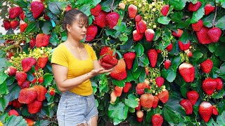 100 Days Building Life - Harvest Custard Apple Fruit Na Na Goes to market sell by Phuong Daily Harvesting 74,857 views 11 days ago 11 hours, 38 minutes