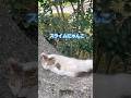 【猫動画】　スライムにゃんこ　#猫　#地域猫　#野良猫　#shorts
