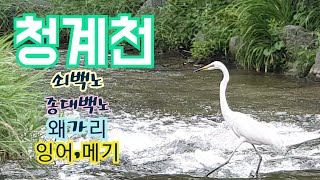 청계천 텃새와 물고기