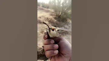 صوت طائر الدخل مصاب 