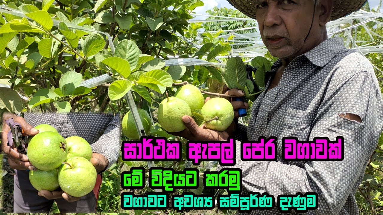 සාර්ථක පේර වගාවකට අවශ්‍ය දැනුම මුල සිට අග දක්වා | Apple Pera wagawa | Pera wagawa Sri Lanka