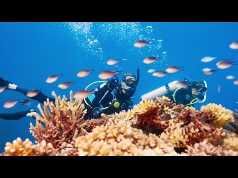 Crazy, Awesome Dive Lifestyle | PADI’s 60th anniversary