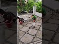 Tukang Batu Sikat Solo || Proses Pembuatan Lantai Batu Sikat di Solo || #tamanrumah #shorts #taman