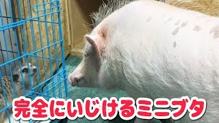 やっぱりいじけるミニブタ【つくね】A mini-pig grows timid