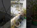 Bohot jaldi hi ye khush hone wale h #terracegarden