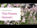 The Flower Heaven