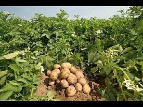 კარტოფილის დარგვის ვადები!