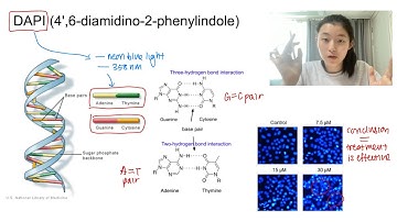 DAPI explained in 5 minutes - Immunofluorescence