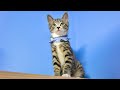 子猫の迷子猫情報について説明します