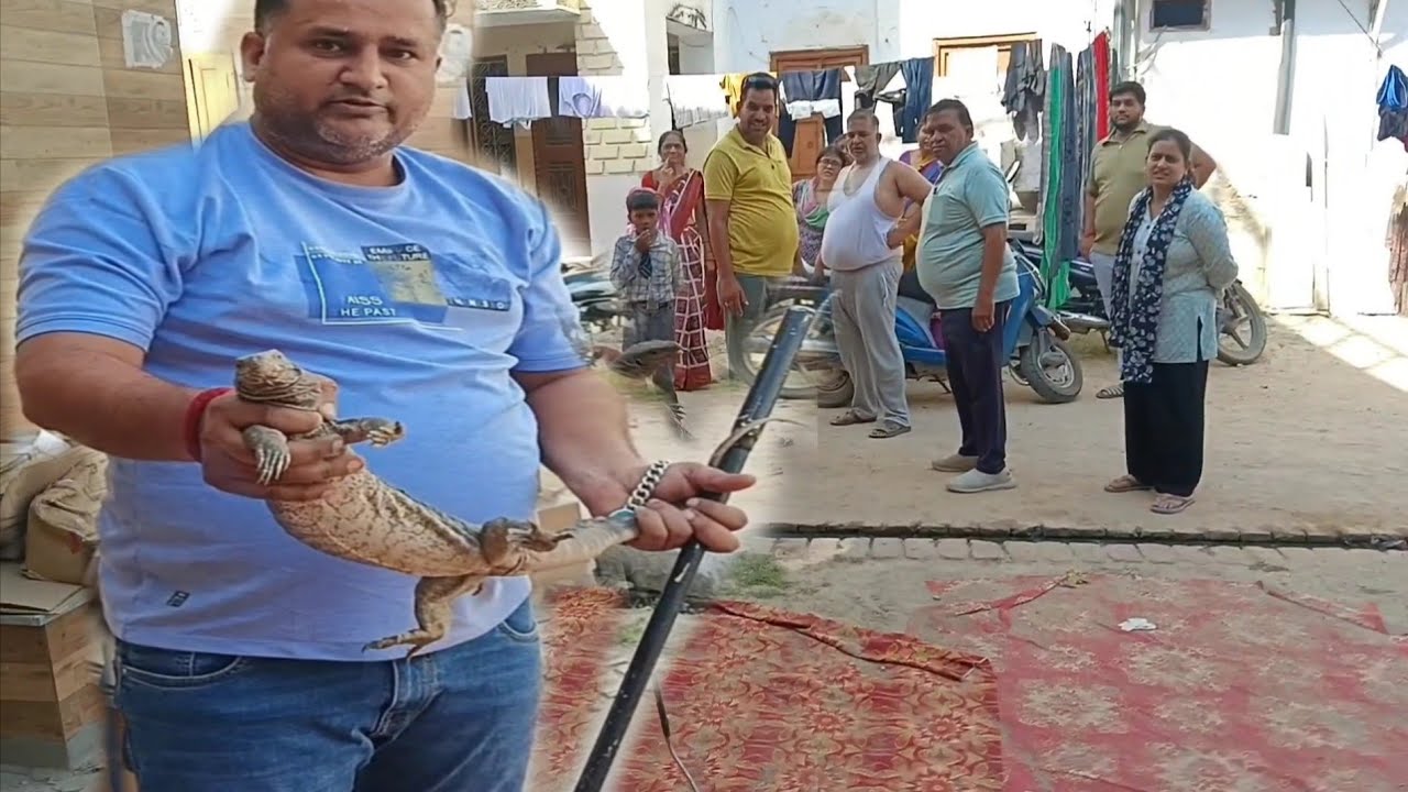 हीरा चौक चरखी दादरी टैन्ट की दुकान में घुसा खतरनाक जीव 👉 Snakeman Praveen ghasola 9812333302 