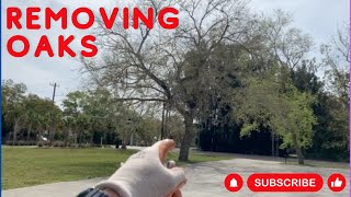From Oak Trees to Food: Tree Removal Sarasota