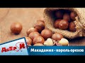 Макадамия - король орехов | Доктор И