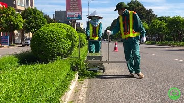 DỊCH VỤ CÂY XANH - Cắt tỉa cây xanh đường Thanh Niên - TP Hải Dương