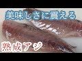 【熟成】口のなかでトロけるアジの刺身