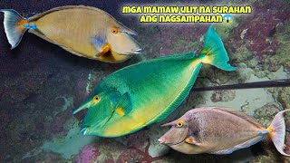 Eps417 Mga Mamaw Na Surahan Ulit Ang Nagsdanahan kapanatv fishing fish gopro viral