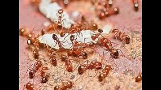ant sim