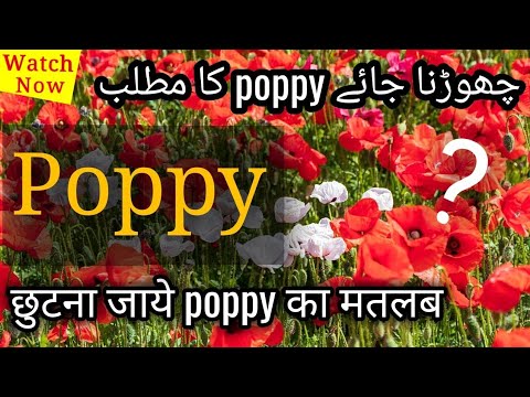 Poppy Meaning In Hindi Urdu Poppy Ka Matlab Pronunciation Of