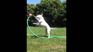 Chloe The Bull Terrier The Water Chaser