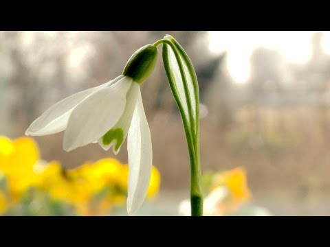 Video: Schneeglöckchen im Grünen pflanzen - Was sind Schneeglöckchen im Grünen?