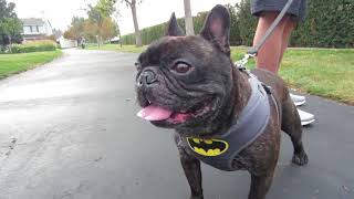 French bulldog walk with Batman the Frenchie
