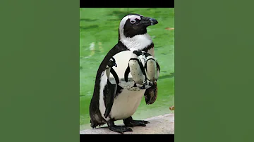 Очковый пингвин