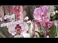 #Орхидеи на любой вкус в магазине Carrefour !🤩👍