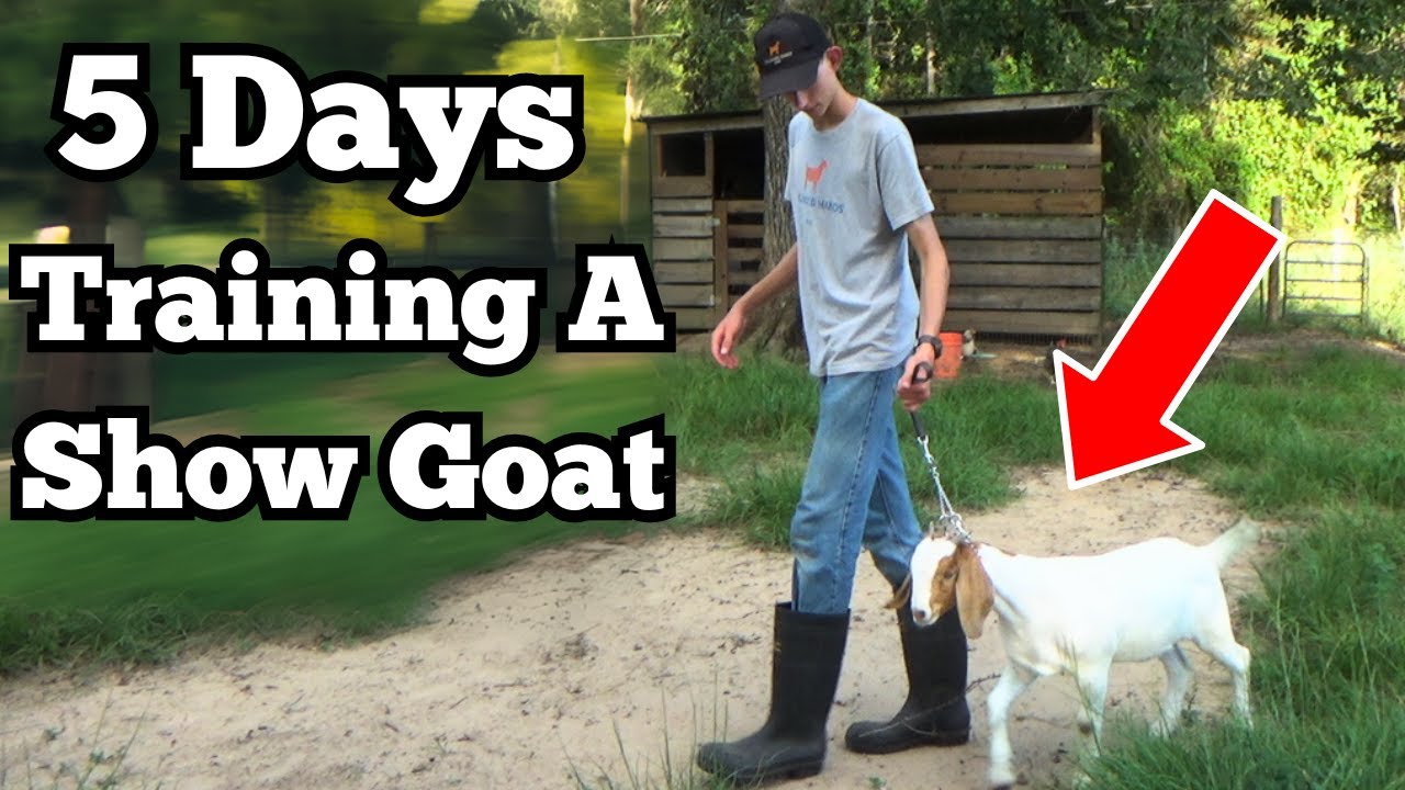 Days 1-5 Lead Training a Goat (+ feet set up training)!
