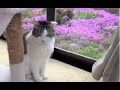 【うちの猫にも春が来た】Spring has come to Nora the cat
