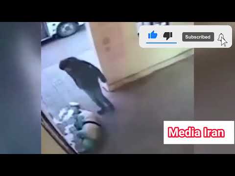 لحظه کتک زدن وحشیانه یک زن توسط همسرش وسط خیابان و دفاع مرد شجاع