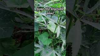 Name this Vegetable plant | #homegrown #plant #garden