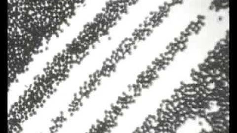 Chilinist -  The Fall (Peel Session)  - Chislers