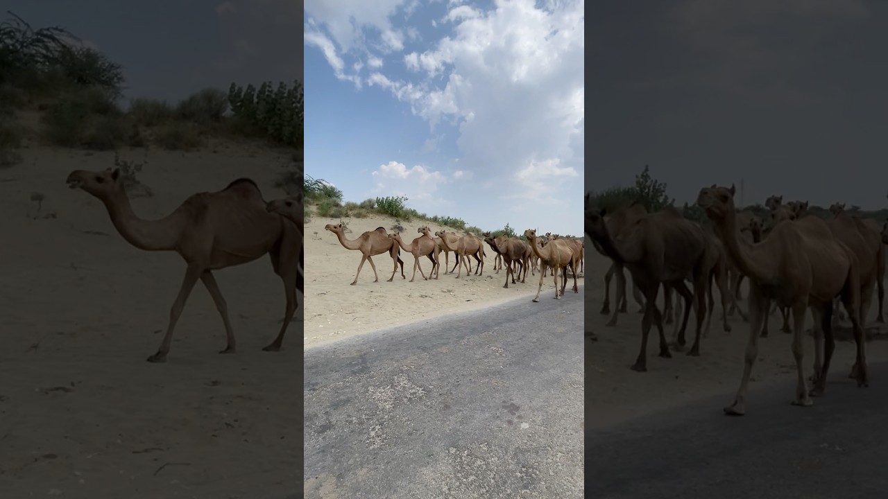 A herd of camels in the middle of the desert dunes 