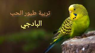 كيفية تربية طيور الحب ( البادجي) قريباا....|How to raise love birds (Budgie) soon اشتركو علمود تشوفو