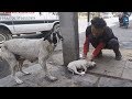 Anguished mother dog wails for wounded baby. Sweetest reunion!