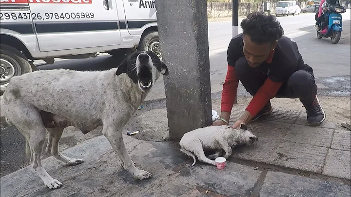 Anguished mother dog wails for wounded baby. Sweetest reunion! - DayDayNews