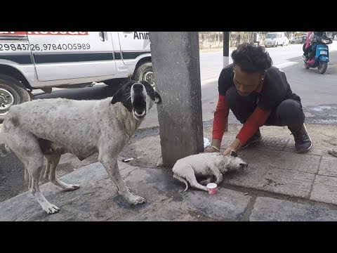 Anguished mother dog wails for wounded baby. Sweetest reunion!