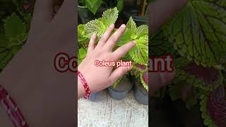 coleus plant ke care and tips