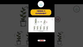 Gregor Mendel Experiment Explained | Father of Genetics | NEET Biology #shorts