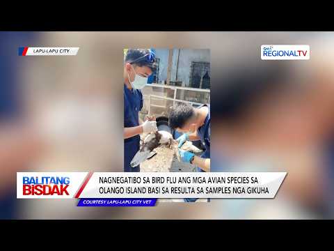 Olango Island, Negnegatibo sa Bird Flu | Balitang Bisdak