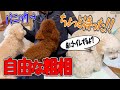 犬嫌いだった実家に犬を連れて帰ったら大パニックになりました