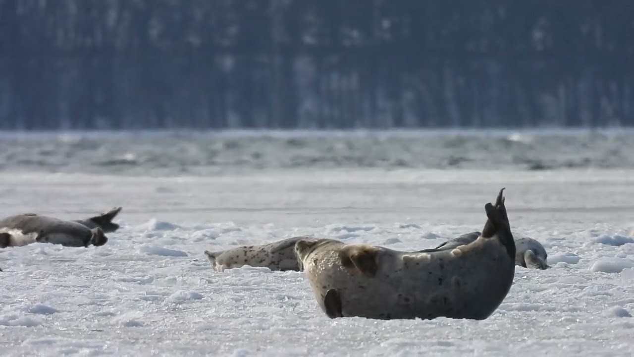 ゴマフアザラシ　サロマ湖　2026 1/2 