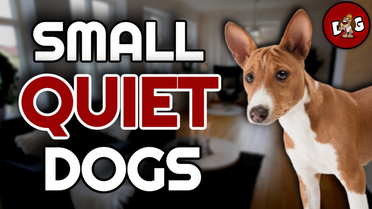 Top 10 Small Dog Breeds That Dont Bark Much 