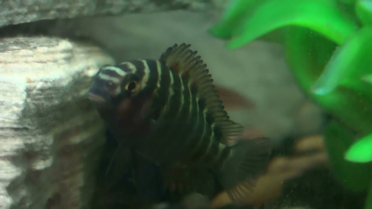 tropheus red rainbow Tropheus Moliro fry tank