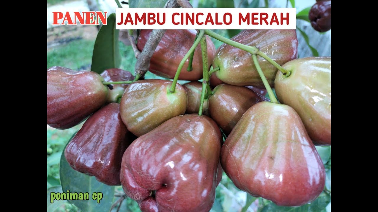Review JAMBU CINCALO MERAH ,  manis , lembut ,mudah berbuah