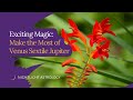 Exciting Magic: Make the Most of Venus Sextile Jupiter