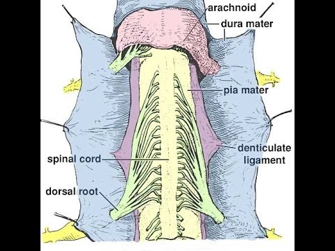 Видео: Нарушения развития спинного мозга у собак