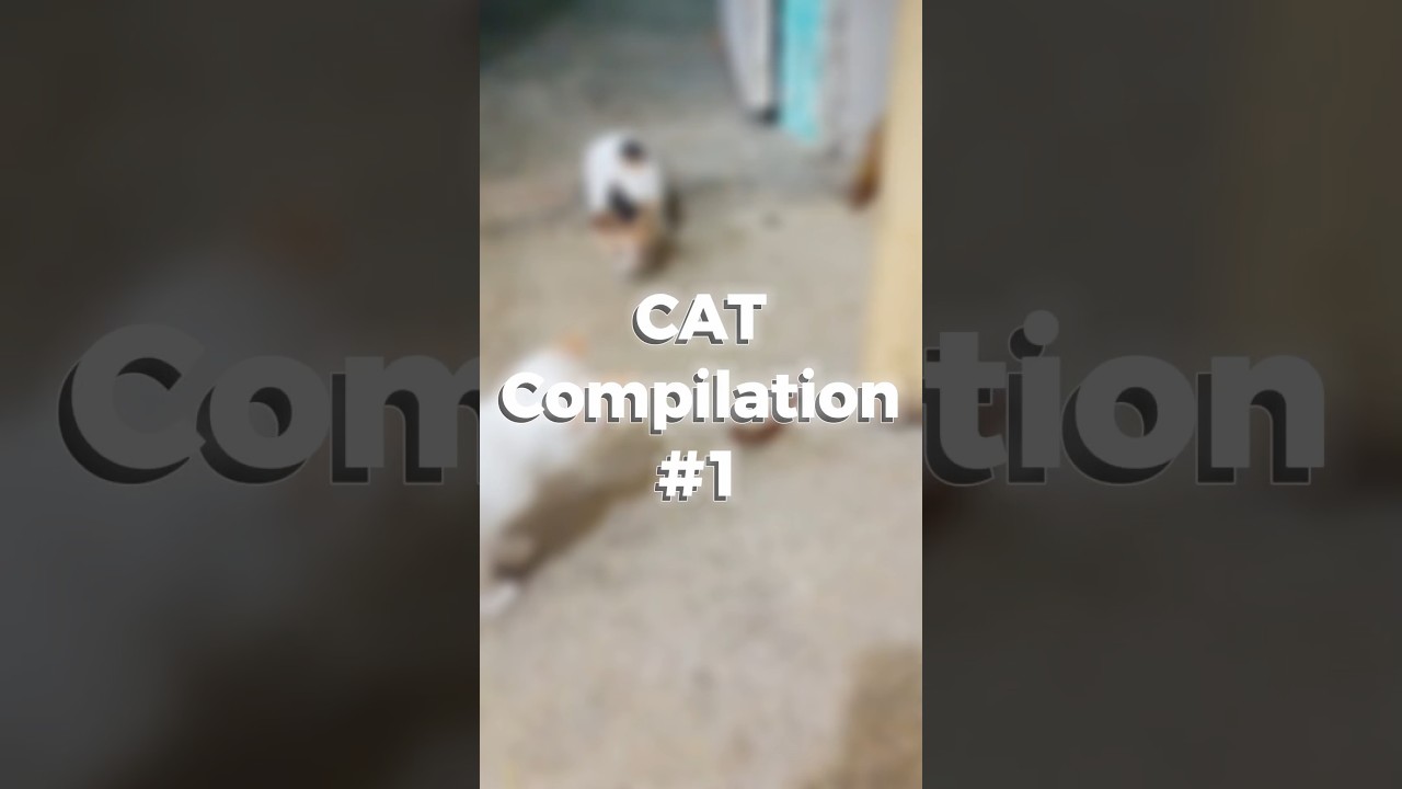 Cat Compilation No.1 #shorts #shortsfeed #cat