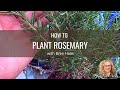 How to plant rosemary in container